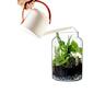TERRARIUM GLASS JAR