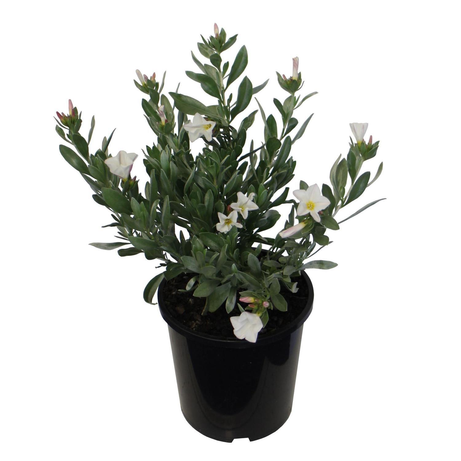 Convolvulus Cneorum