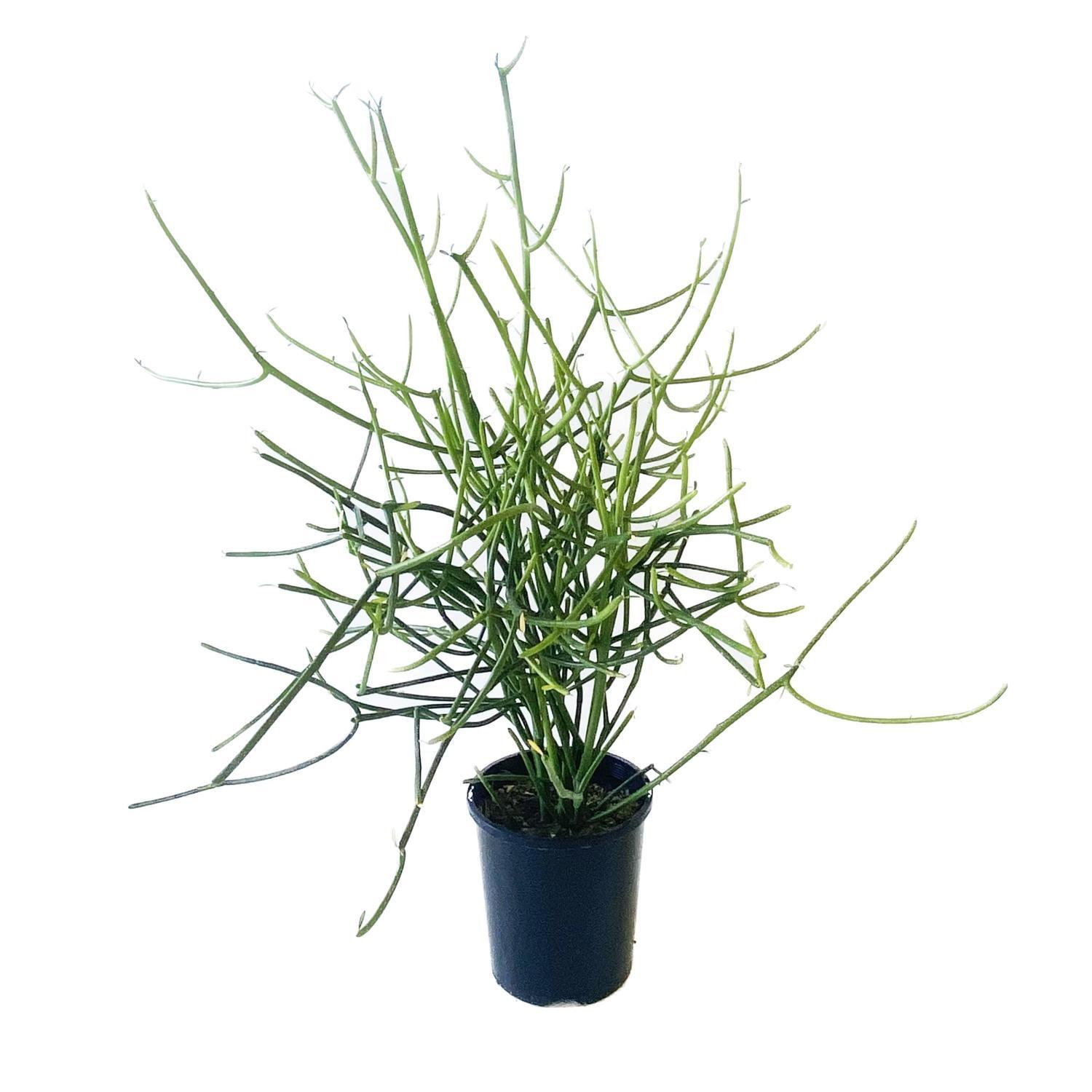 Euphorbia Tirucalli 'Pencil Cactus' 14cm