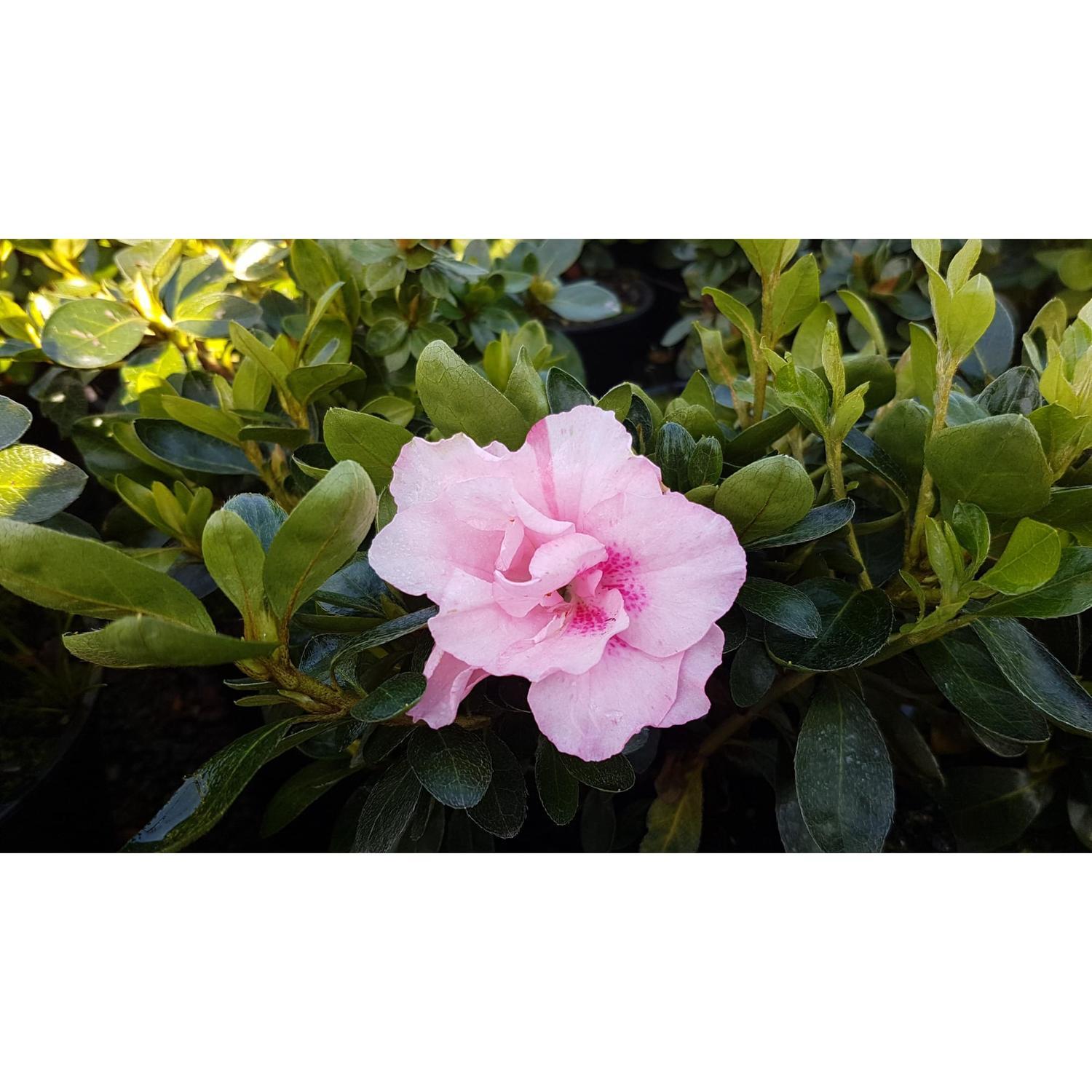 Azalea