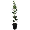 Orange Newhall, Dwarf