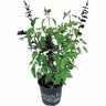 Salvia Amistad