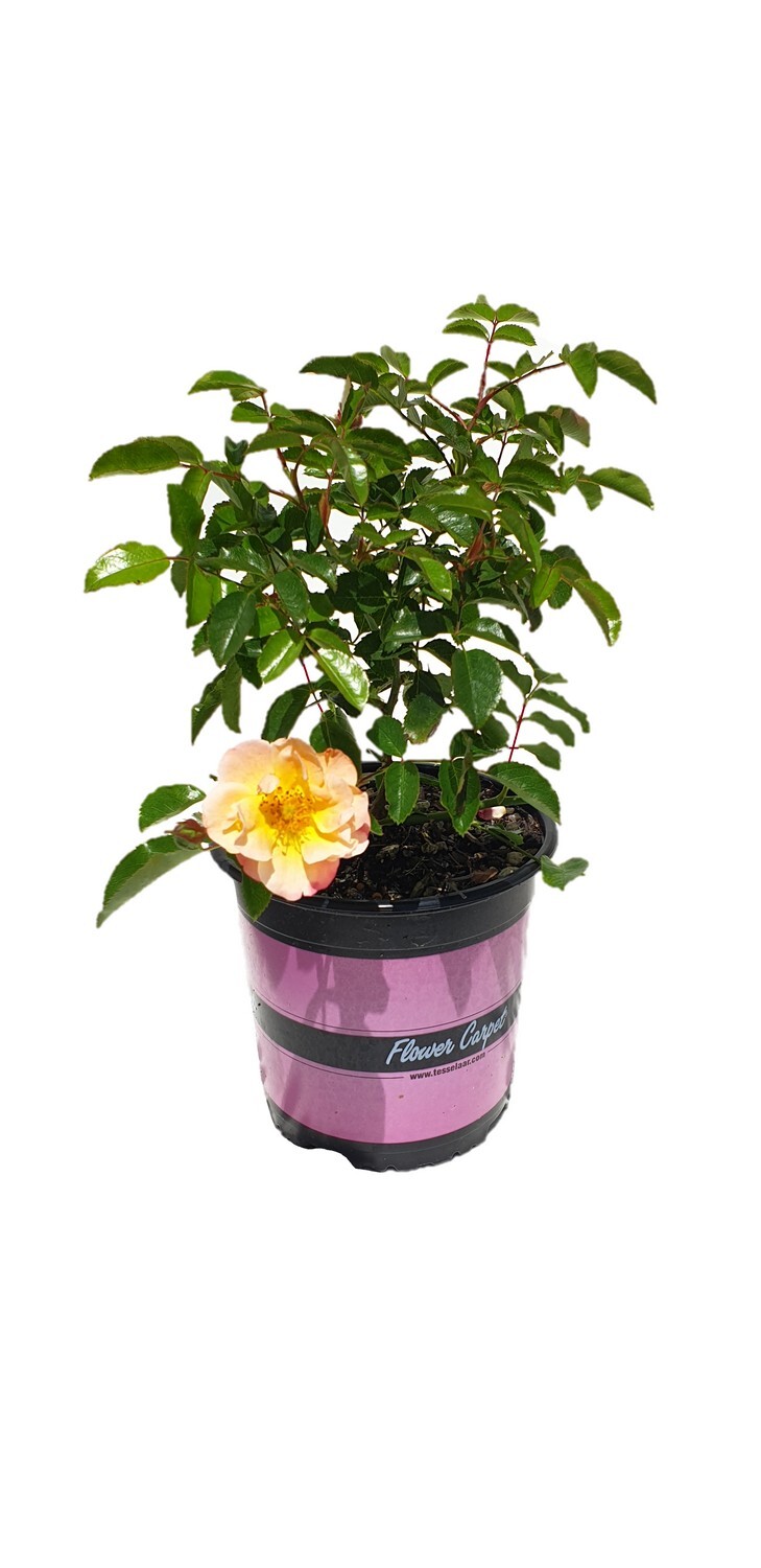 Rose Amber