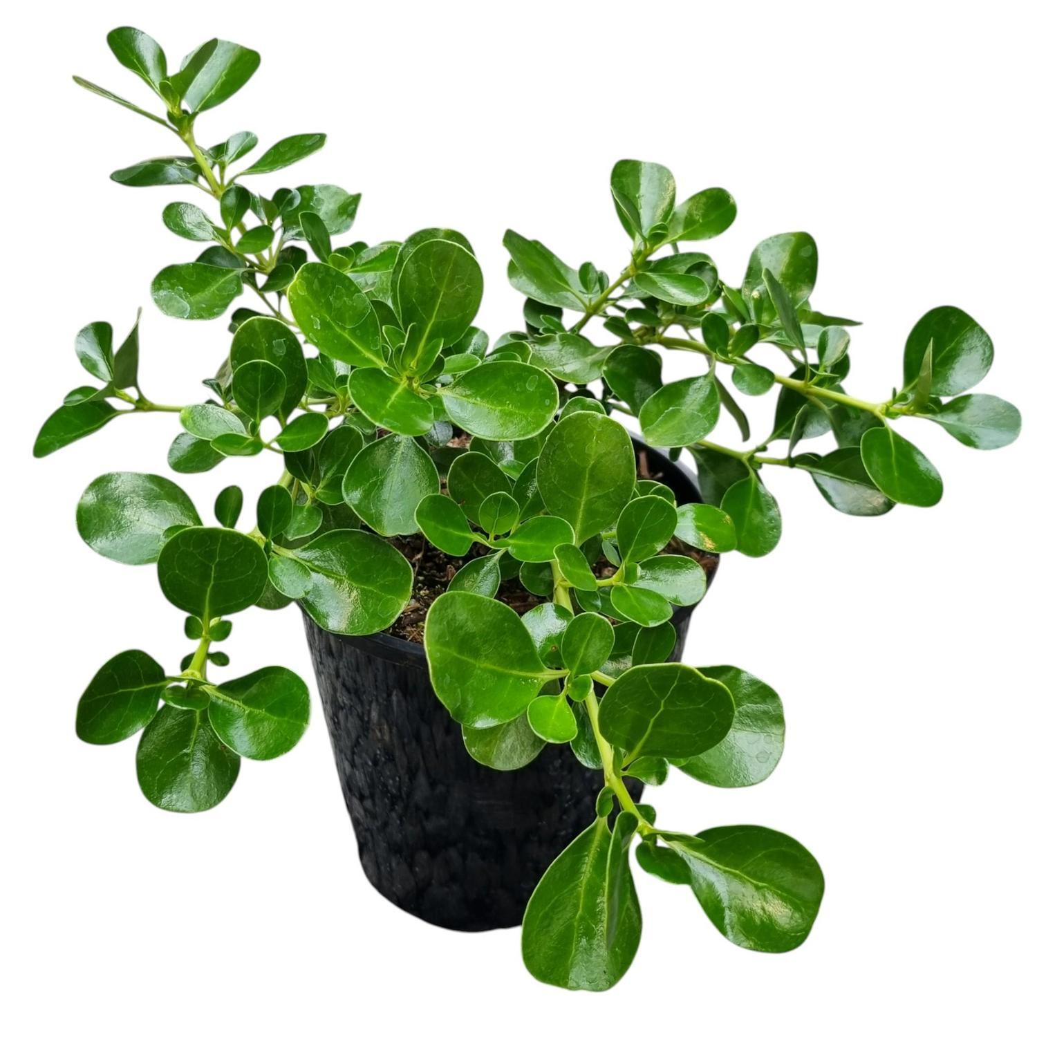 Coprosma Repens 'Poor Knights' 2L