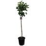 Apple 'Croquella' Standard 75cm 6 litre