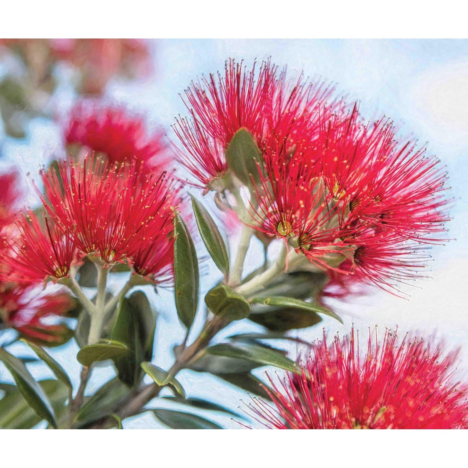 Splashback Pohutukawa