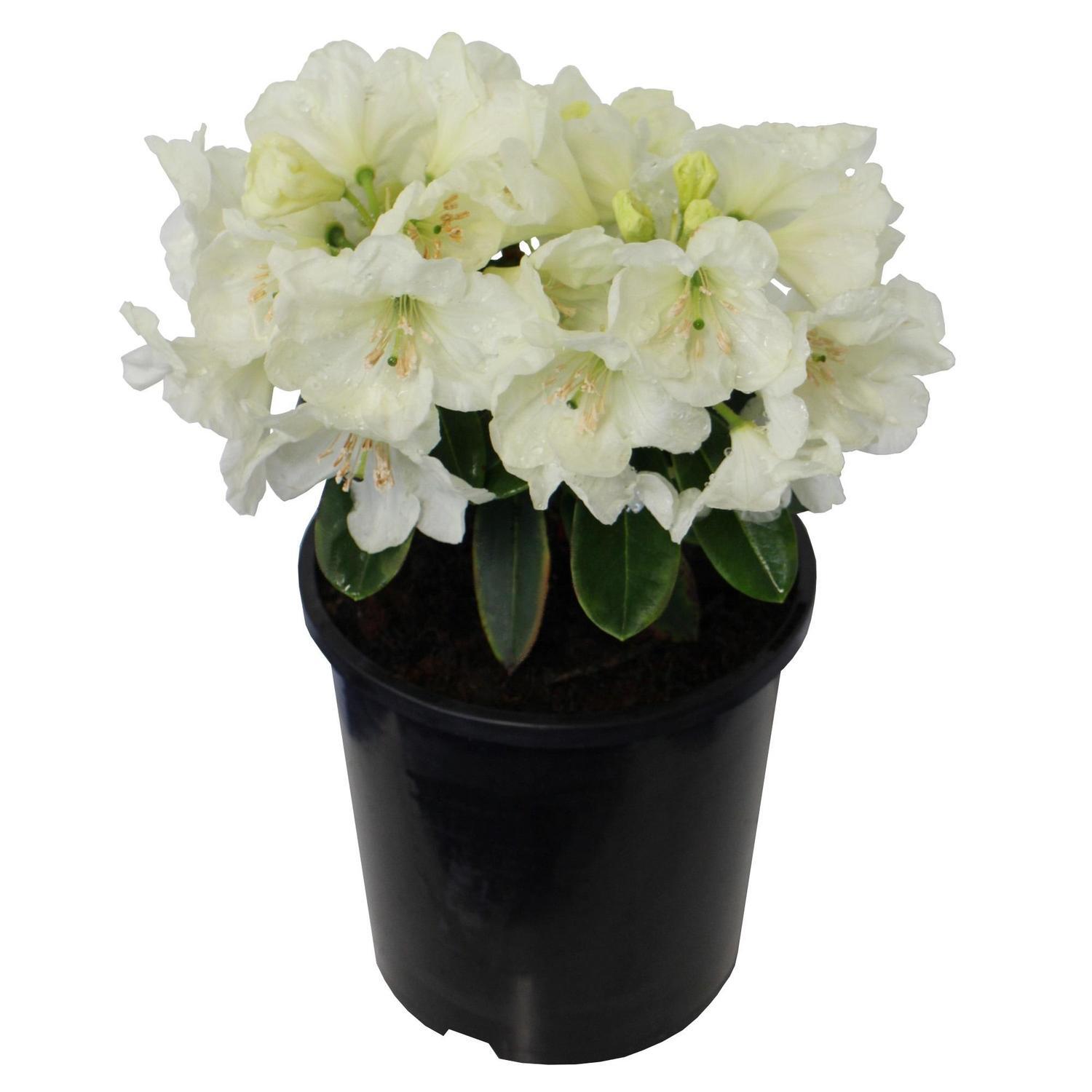 Rhododendron 'Lemon Lodge'