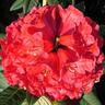 Rhododendron 'Rubicon'