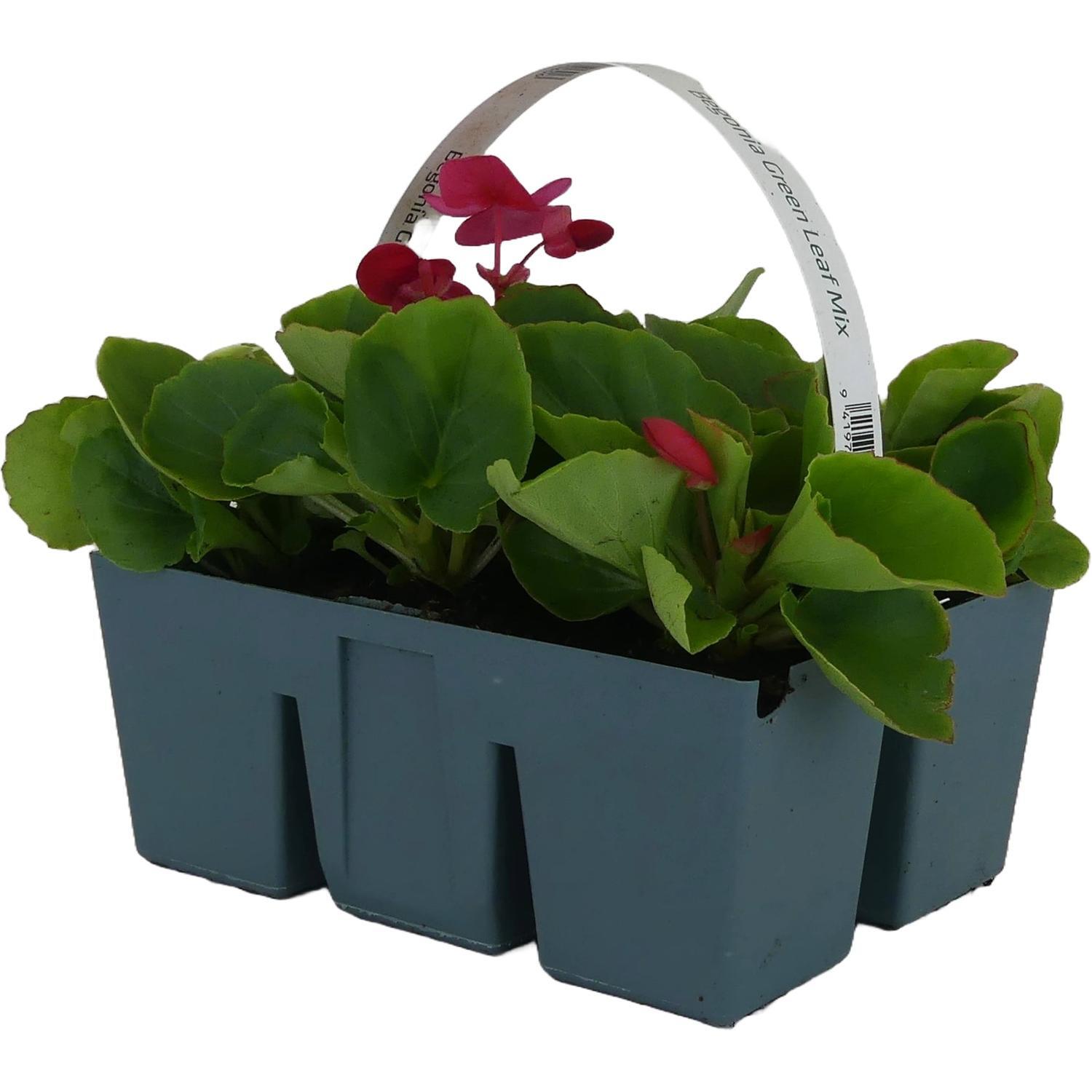 Begonia Green Leaf