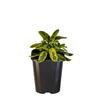 Sage Variegated