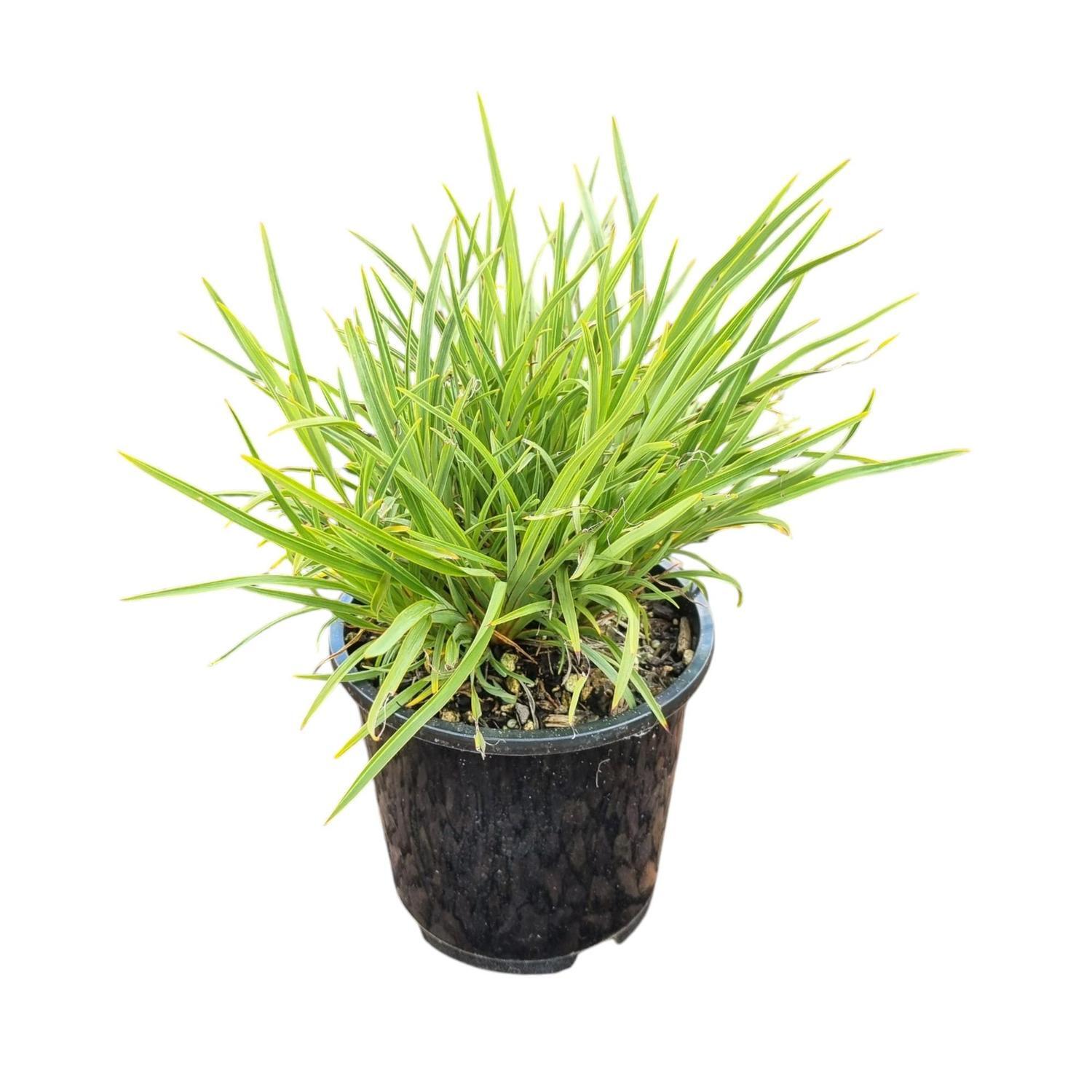 Phormium 'Flax' Pepe 1.3L