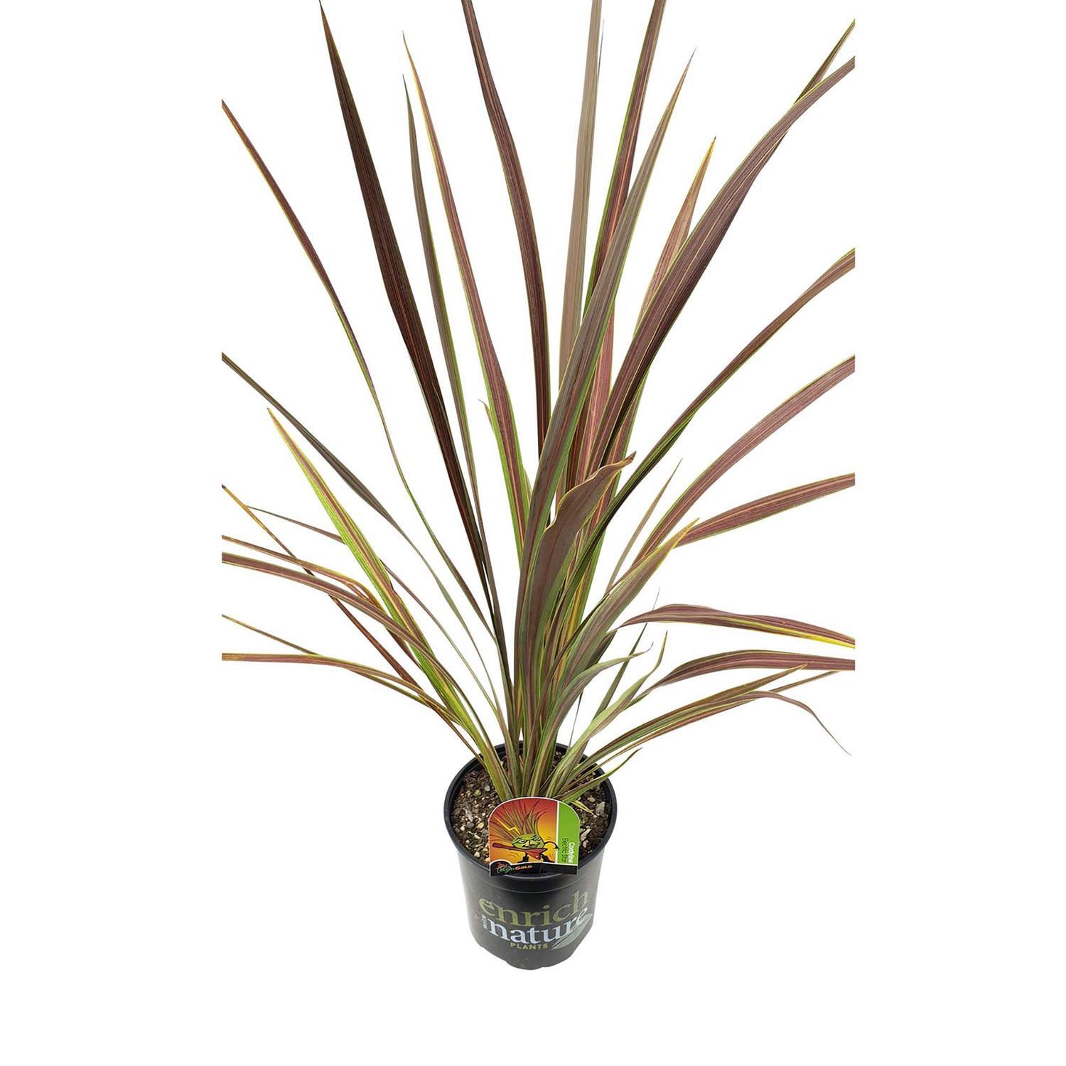 Cordyline Electric Star