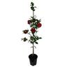 Camellia Hybrid 'Black Lace'