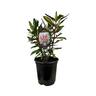 Hebe Wiri Prince 3.5 litre