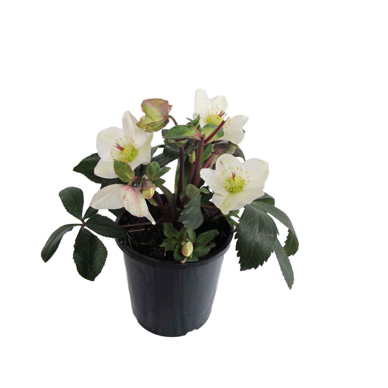 Hellebore Ice N Roses® White 2.4L