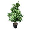 Camellia Assorted  8.5L