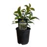 Trachelospernum Jasminoides  15cm
