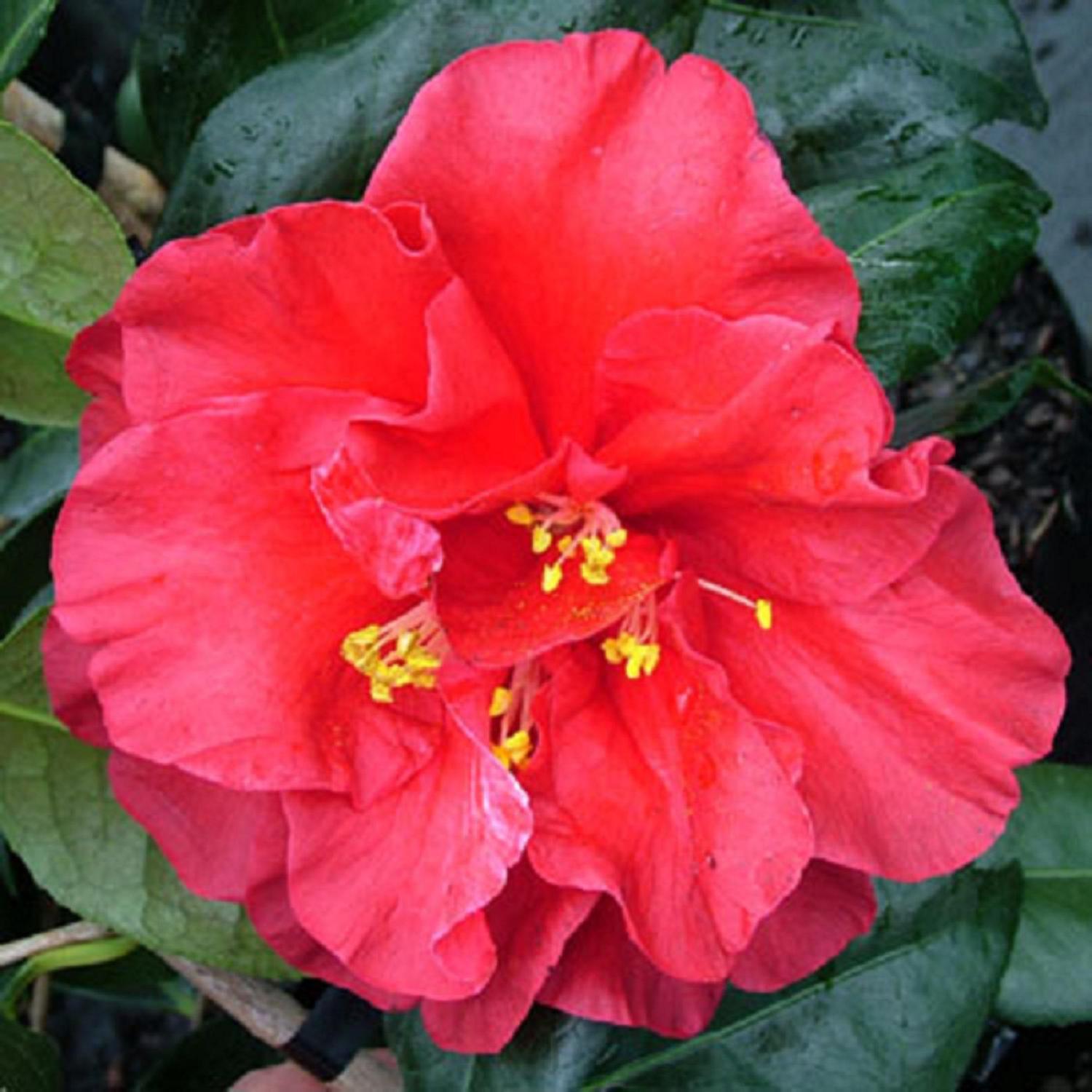Camellia Hybrid 'Terrell Weaver'