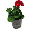 Pelargonium Tex Mex