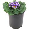 Primrose Sirococco
