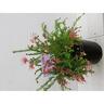 Grevillea Pink Pixie