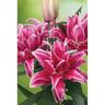 Lily Oriental Roselily Lorena Pack of 1