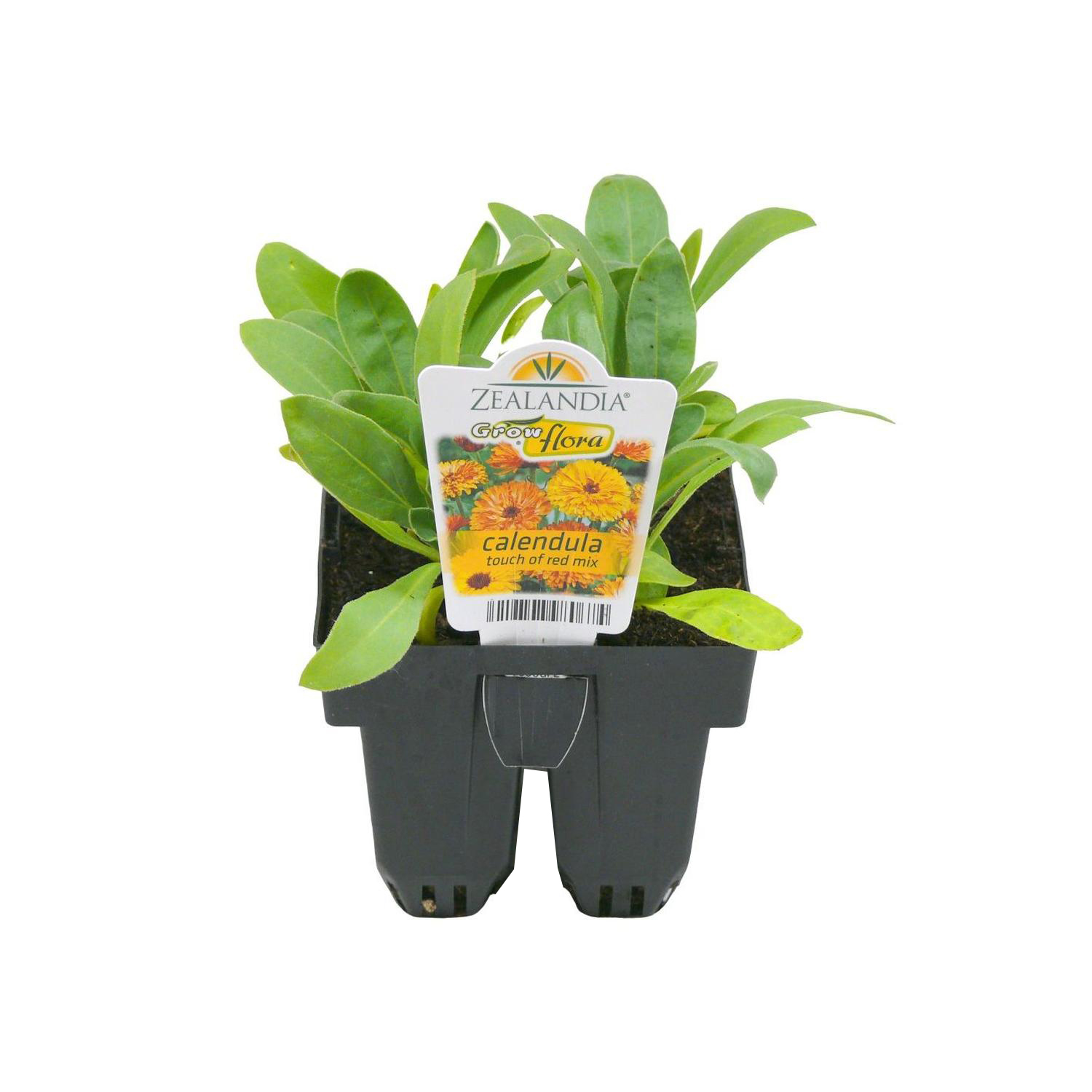 Calendula Touch of