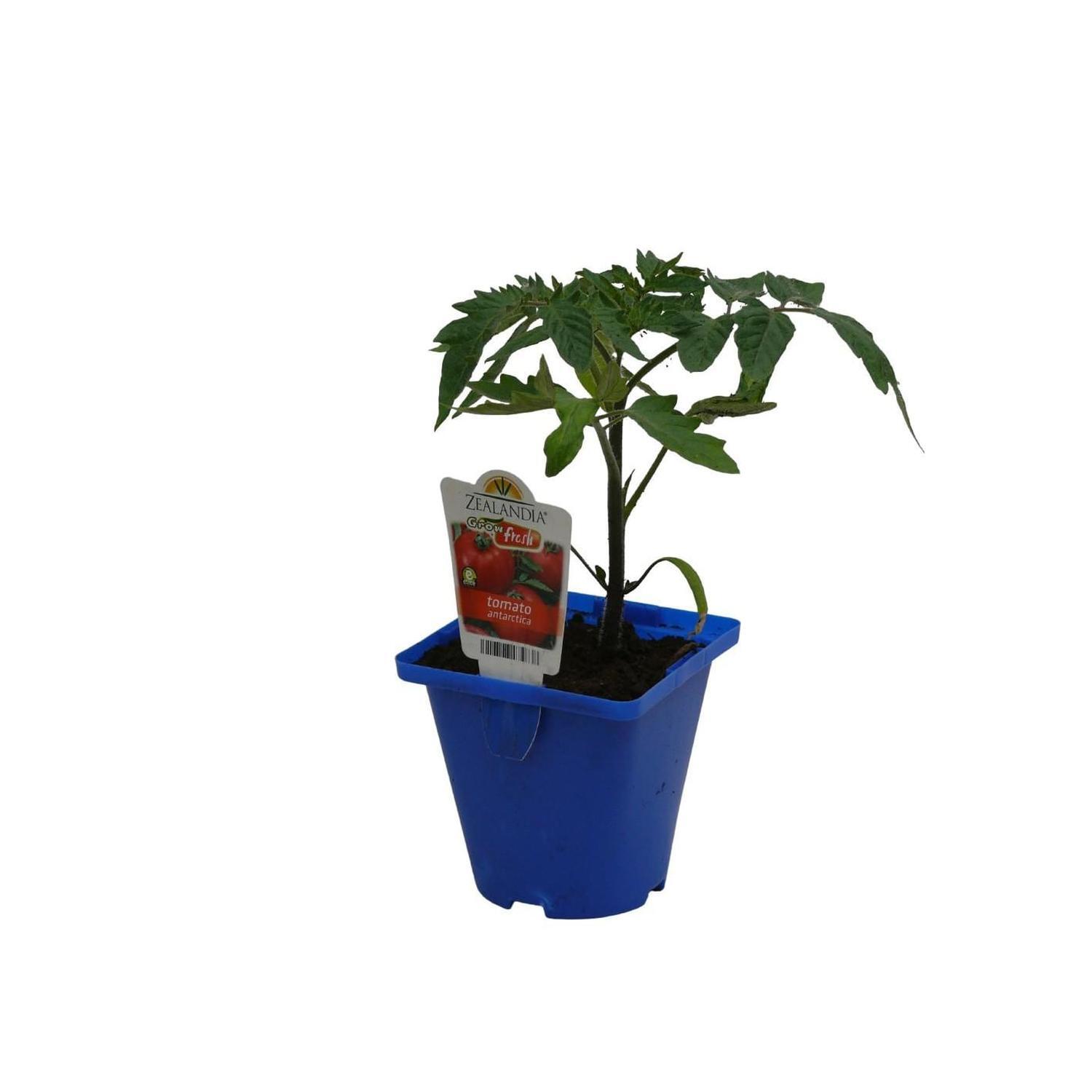 Tomato Antarctica