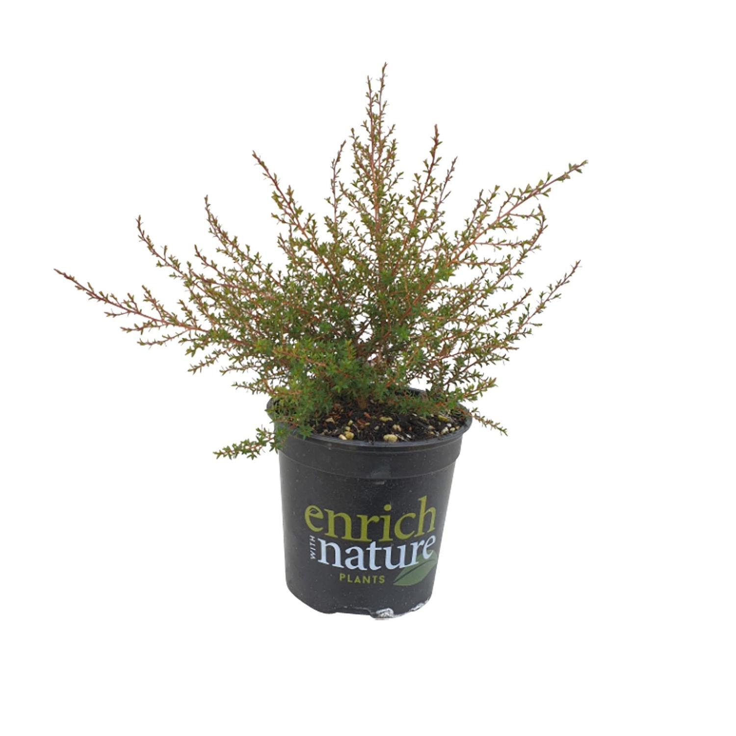 Leptospermum Tui
