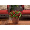 Geranium Calliope Burgundy