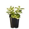 Mint Apple Veriegated