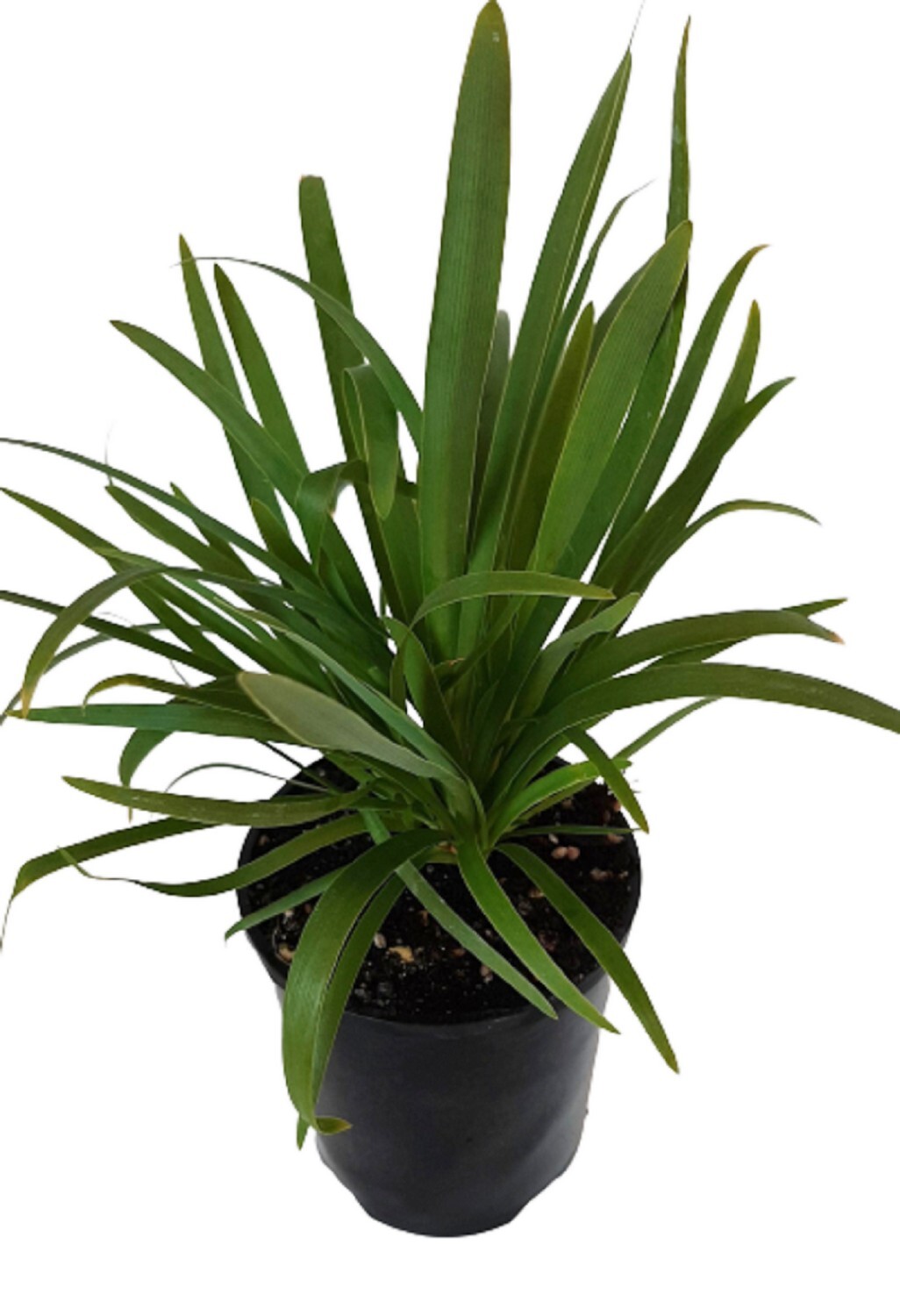 Agapanthus Snowball