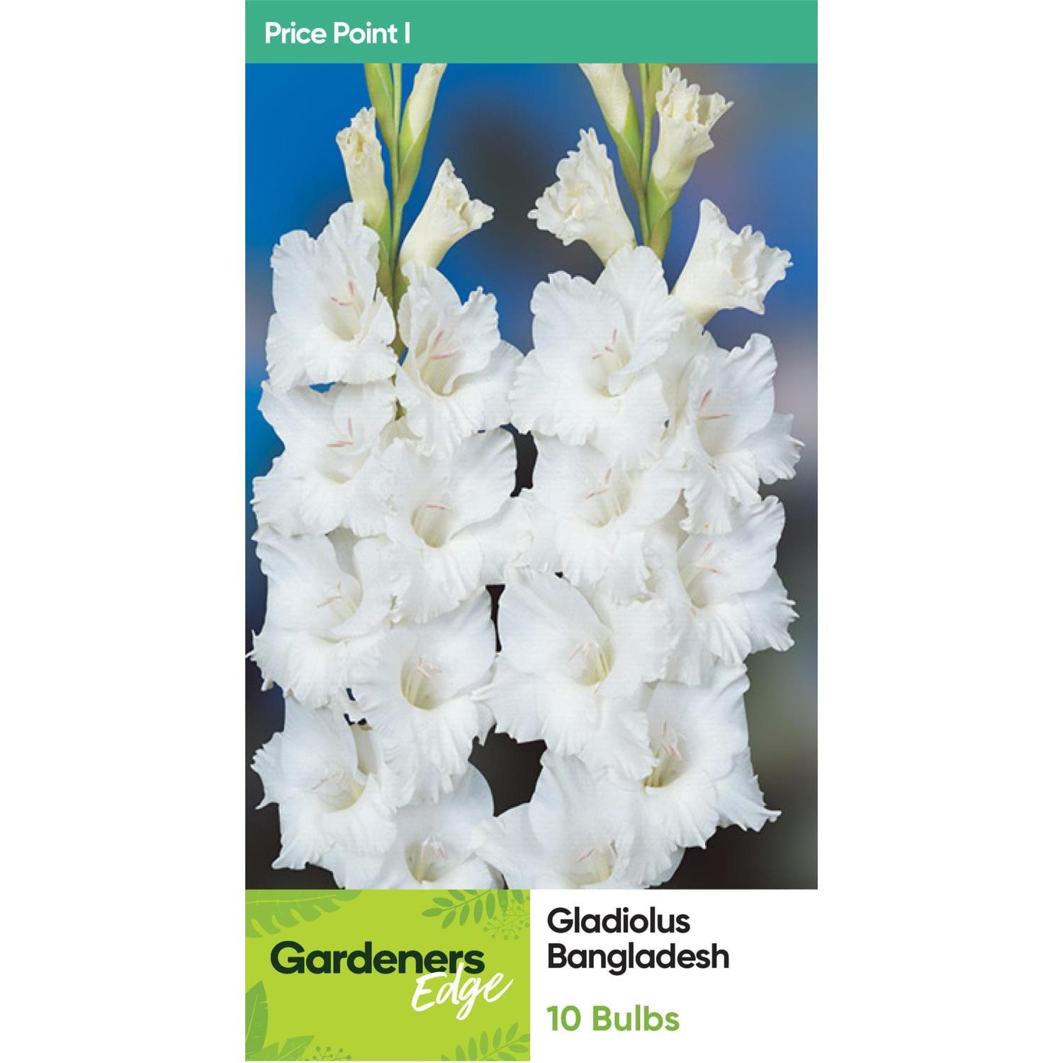 Gladioli Bangladash 10 Pack