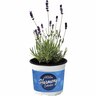 English Lavender 12cm