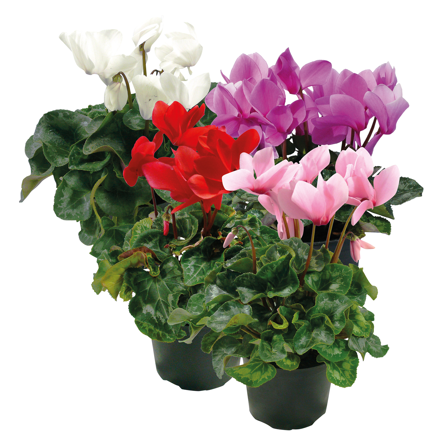 Indoor Flowering Cyclamen