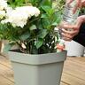 Aquasolo Universal Watering Cone Single Pack