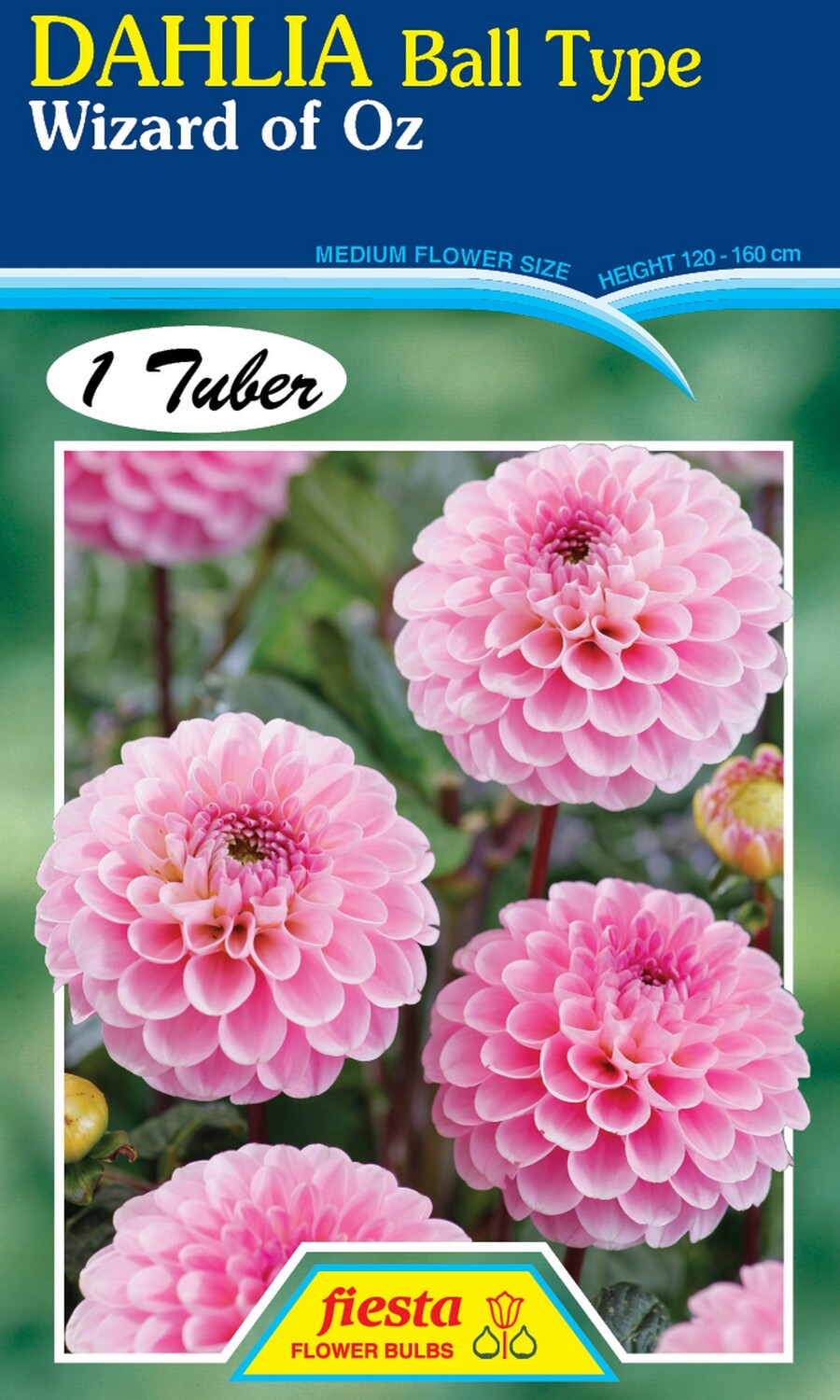 Dahlia Ball Wizard of Oz 1 Pack