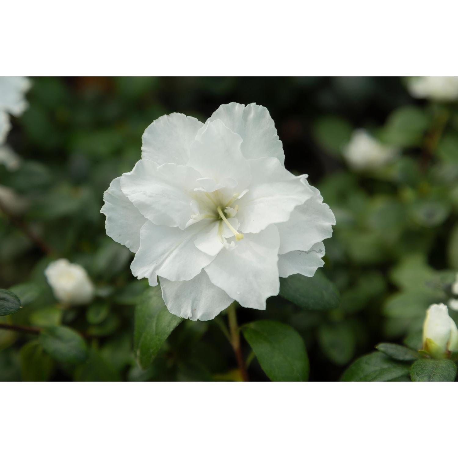 Azalea