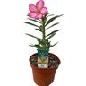 Cacti Adenium