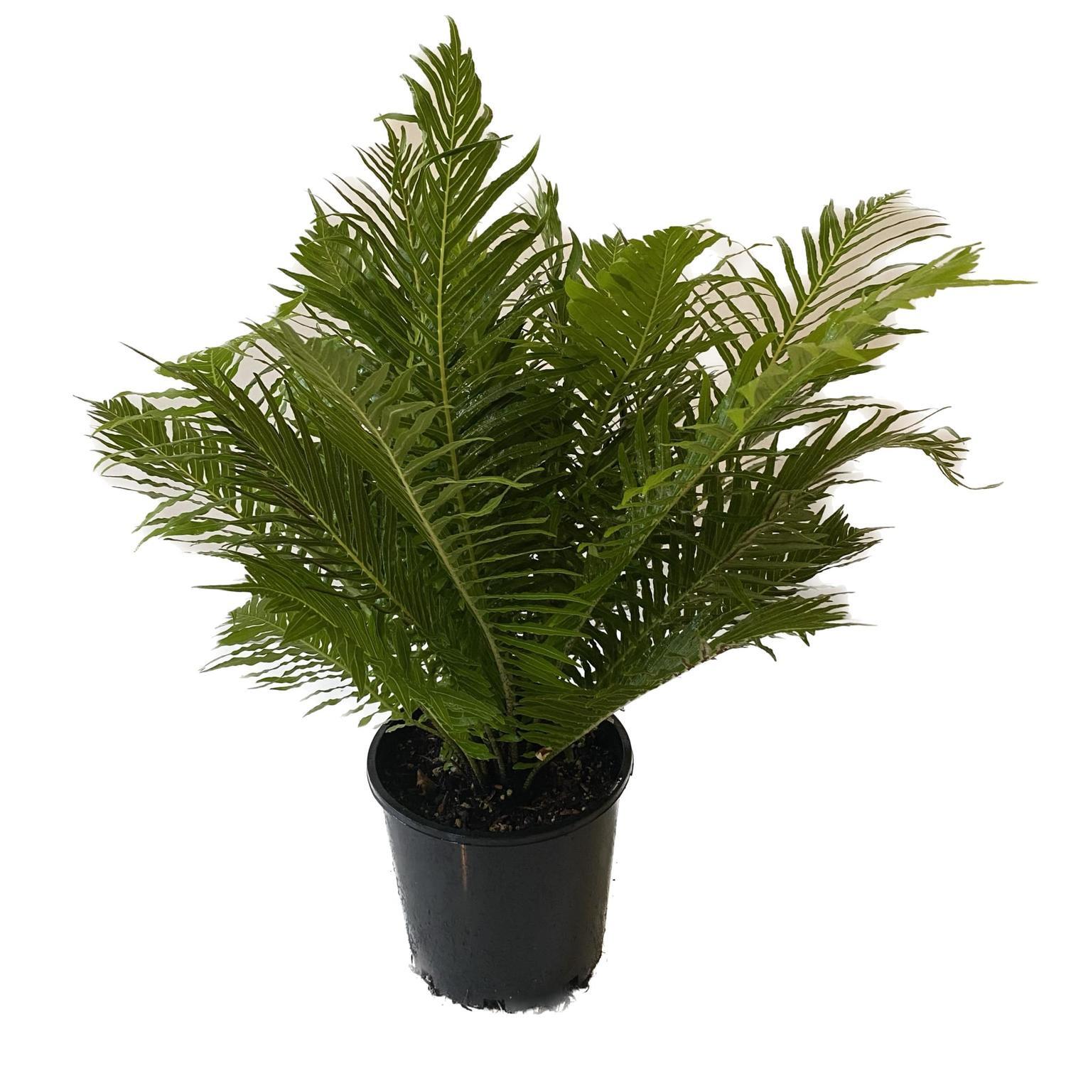 Blechnum 20cm