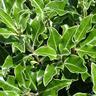 Pittosporum Stephen's Island