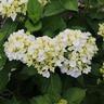 Hydrangea Bridal Bouquet