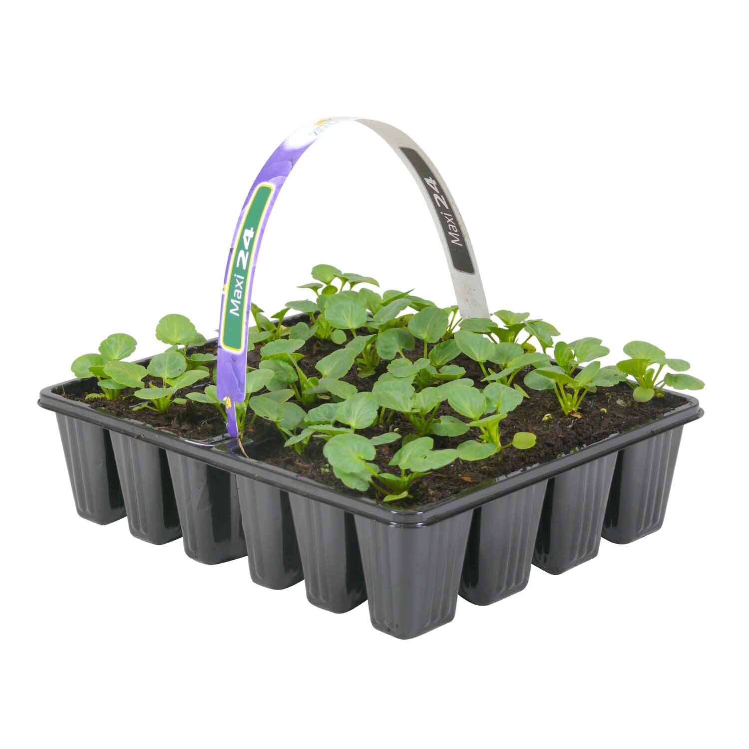 Pansy
