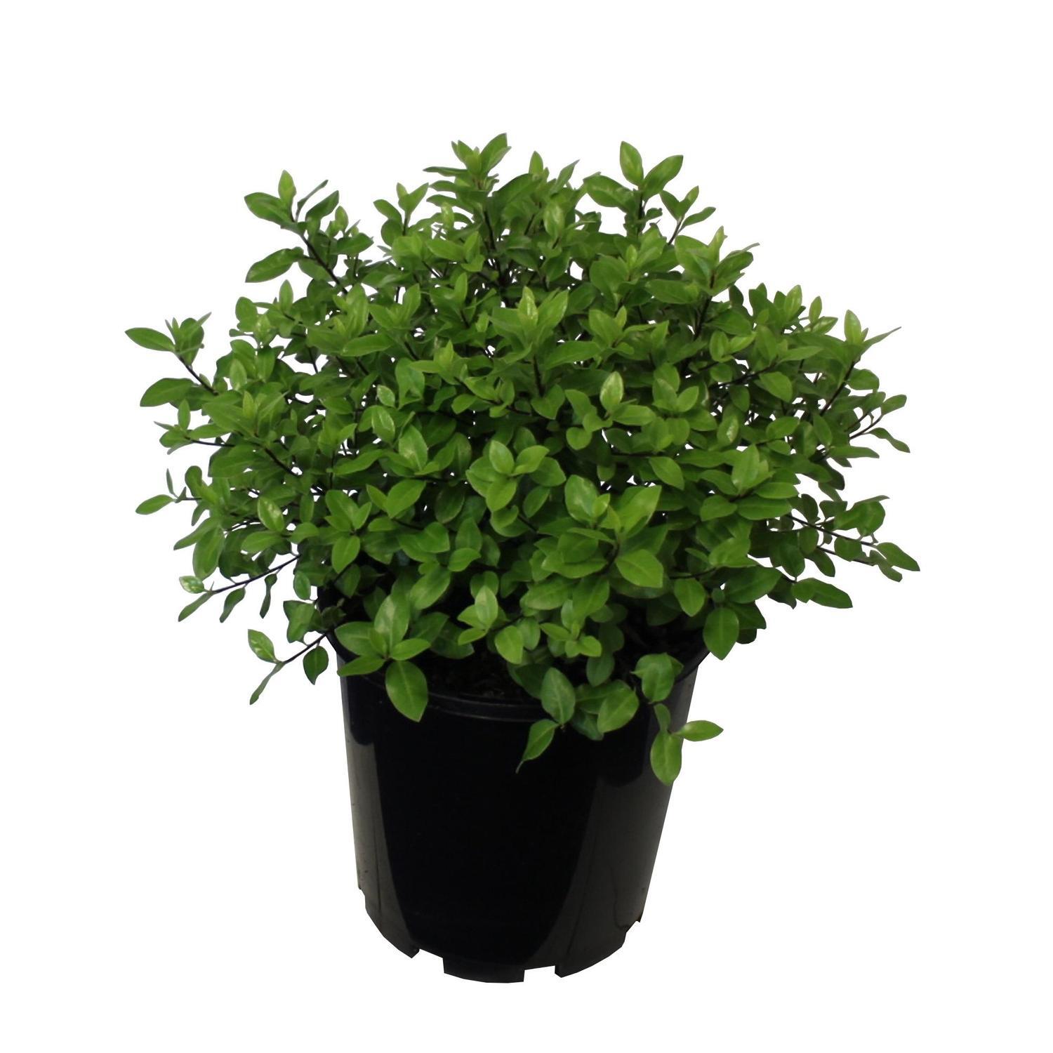Pittosporum Fankie's Folly