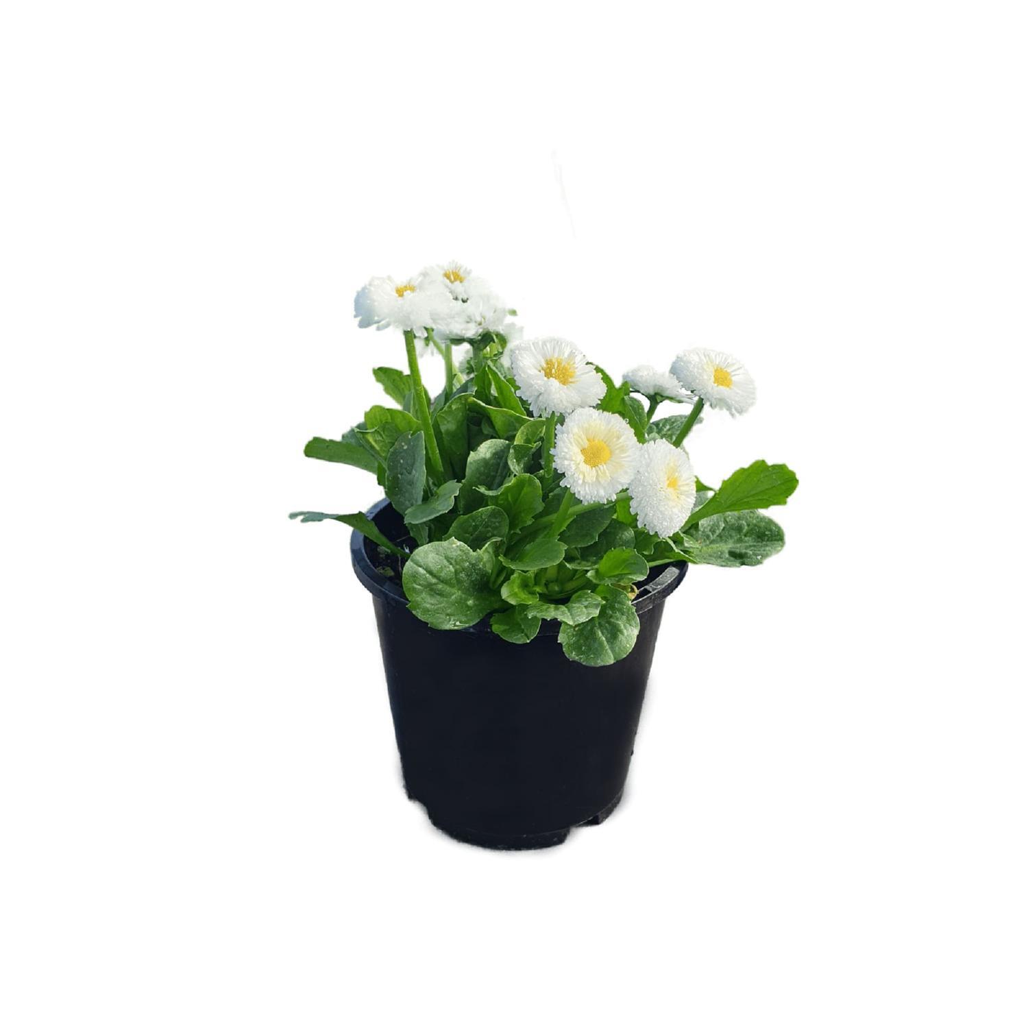 Bellis Bellissima White