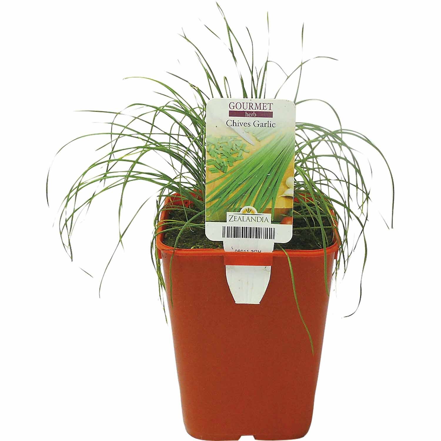 Herb Chives Garlic