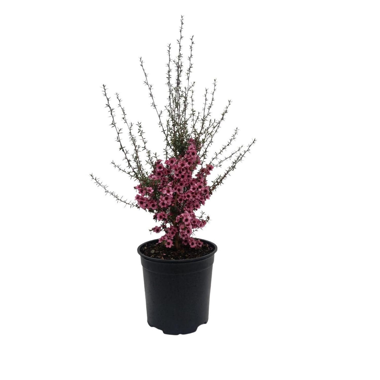 Leptospermum Wiri Shelley