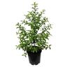 Pittosporum Mountain Green