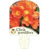 Clivia Grandiflora  3.3L