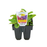 Primula Obconica Pack of 6 Mix